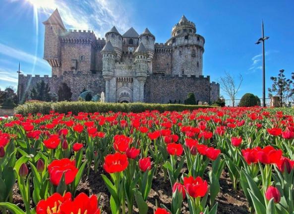 Những thiên đường hoa không thể bỏ lỡ ngày 8/3 tại Việt Nam